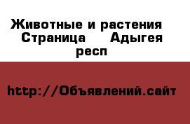  Животные и растения - Страница 3 . Адыгея респ.